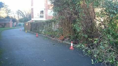 Hedge reduction and clearance