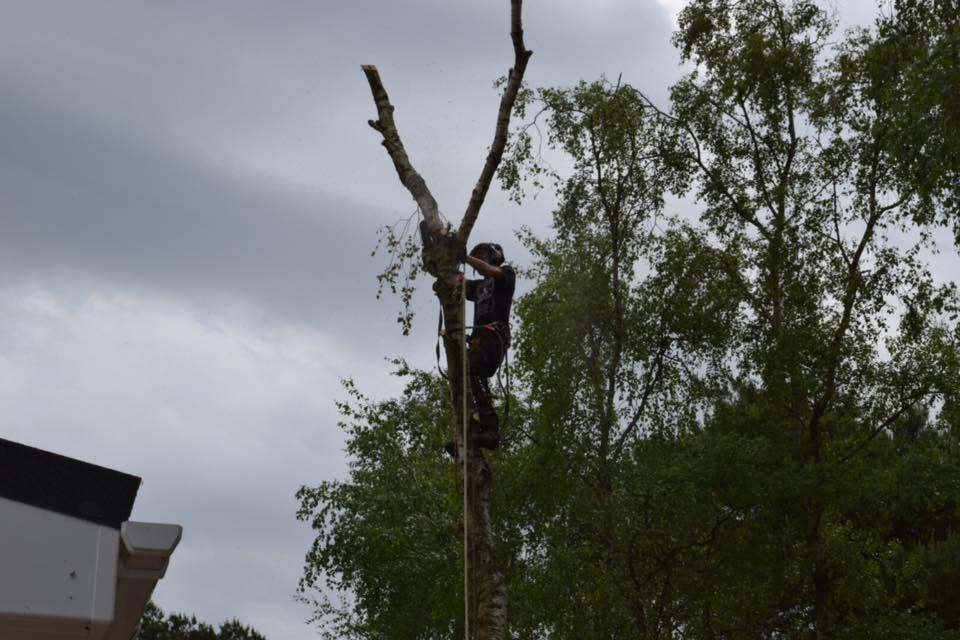 Tree work in progress