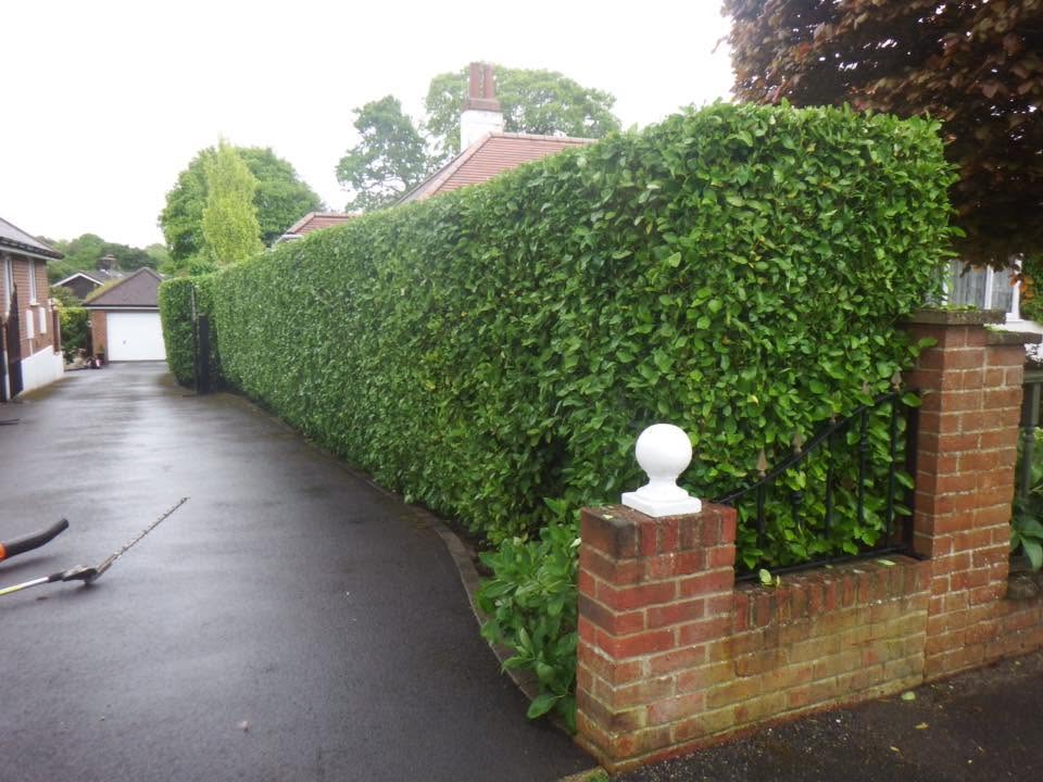 Laurel hedge trimmed